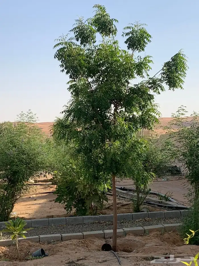 للبيع مزراعه في مركز السيباني 34