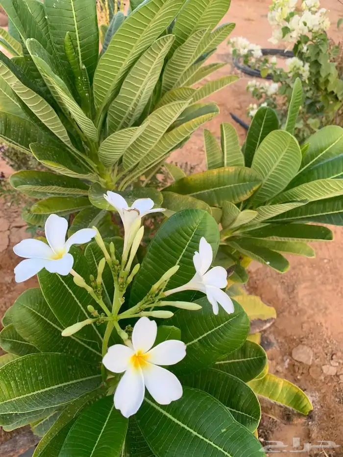 للبيع مزراعه في مركز السيباني 5