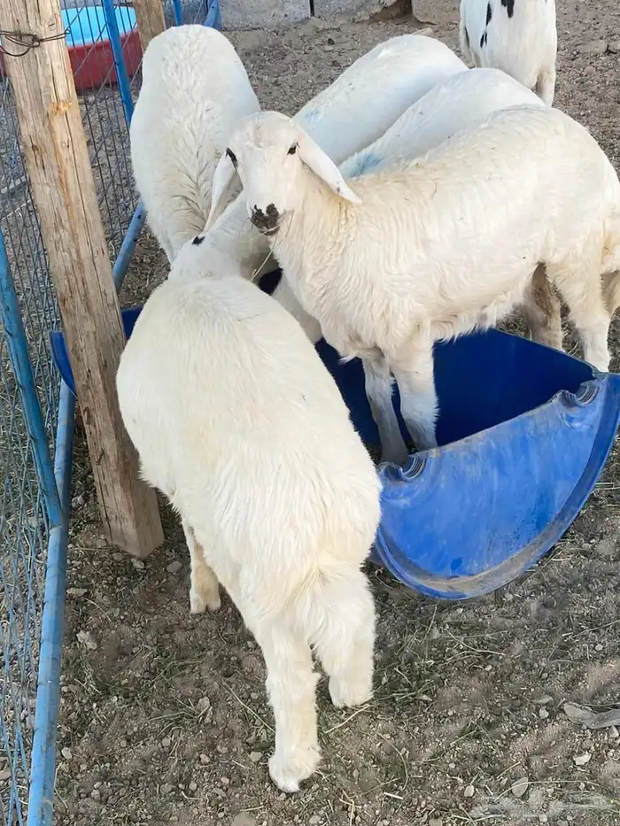 ذبائح سعر وجودة مع سلخ وتوصيل 1