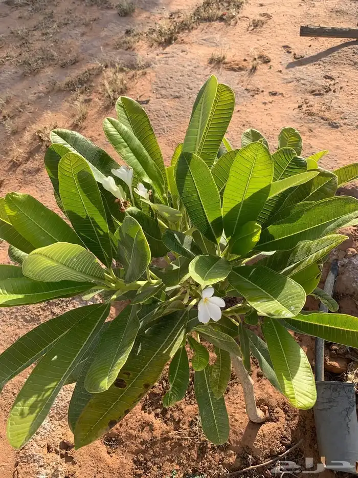 للبيع مزراعه في مركز السيباني 31