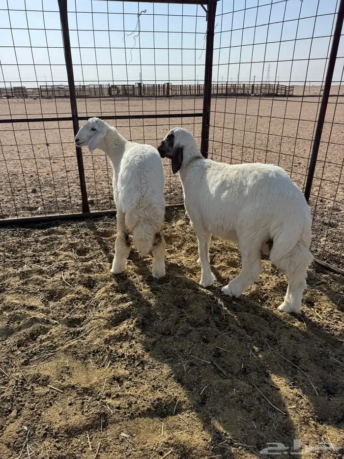 طلي و رخل حريات 0