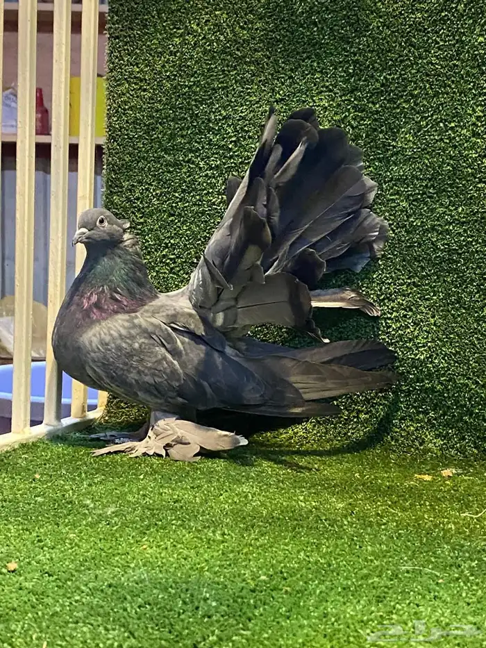 للبيع اناثي رقاص امريكي 0