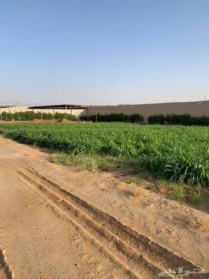 للبيع مزراعه في مركز السيباني 36