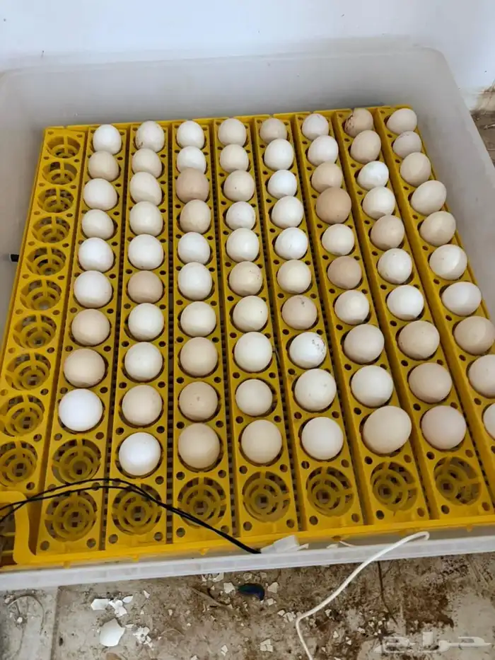 فقاسه 98 بيضه 0