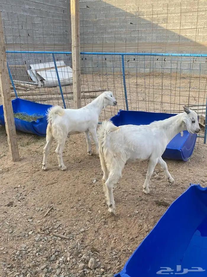 ذبائح سعر وجودة مع سلخ وتوصيل 4