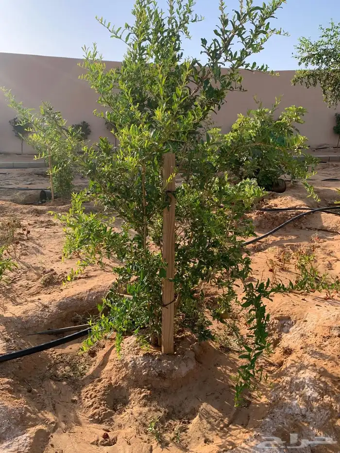 للبيع مزراعه في مركز السيباني 29