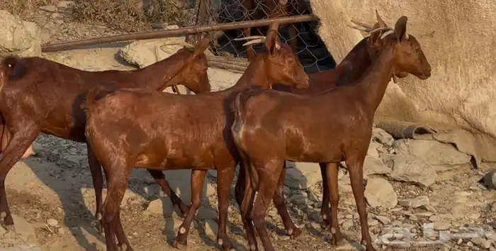 معزا دهم صنف ماشاء الله تم البيييع 2