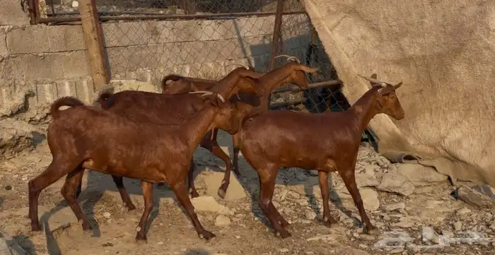 معزا دهم صنف ماشاء الله تم البيييع 6