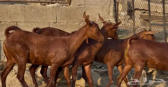 معزا دهم صنف ماشاء الله تم البيييع 3