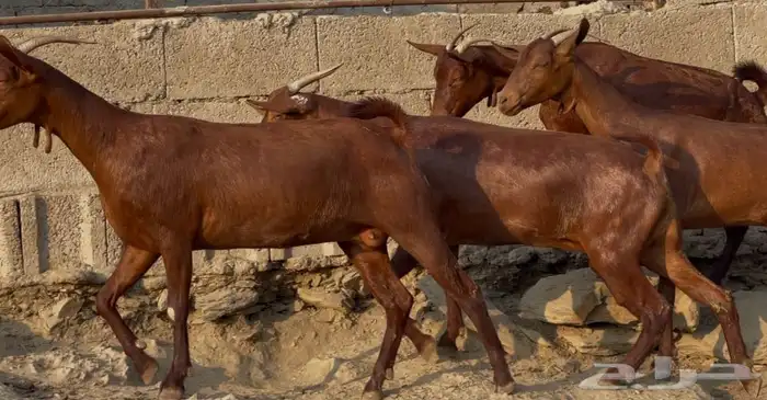 معزا دهم صنف ماشاء الله تم البيييع 9