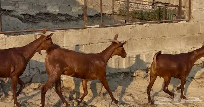 معزا دهم صنف ماشاء الله تم البيييع 18