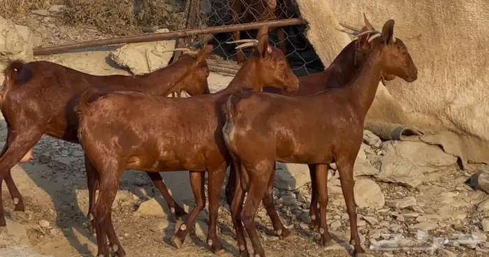 معزا دهم صنف ماشاء الله تم البيييع 1