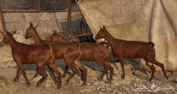 معزا دهم صنف ماشاء الله تم البيييع 10