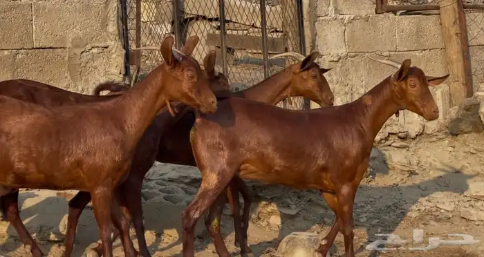 معزا دهم صنف ماشاء الله تم البيييع 8