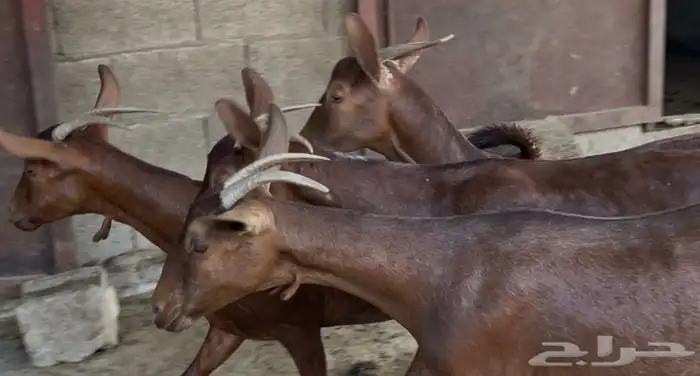 معزا دهم صنف ماشاء الله تم البيييع 17