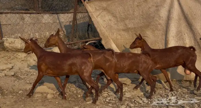 معزا دهم صنف ماشاء الله تم البيييع 11