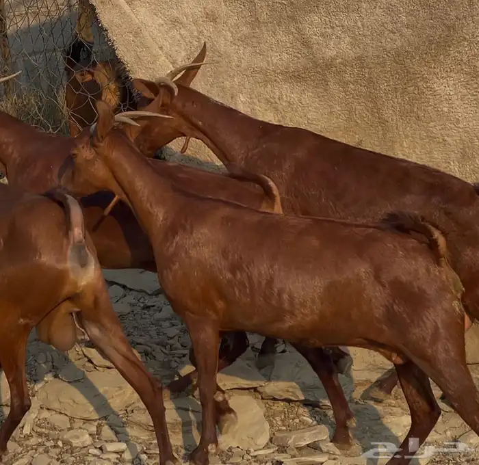 معزا دهم صنف ماشاء الله تم البيييع 0