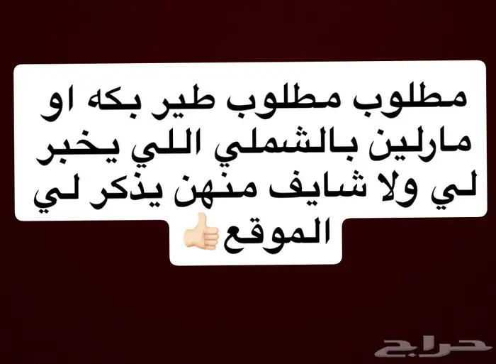 مطلوب بكه او مارلين بشملي 0