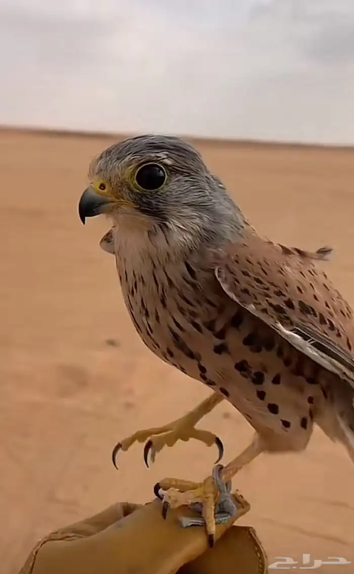 مطلوب شبوط 1