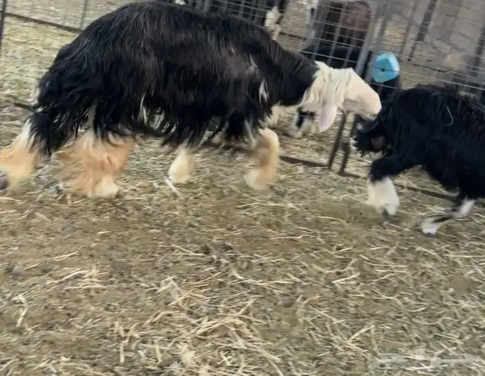 طلي فحل جرم ناهي وممتاز 1