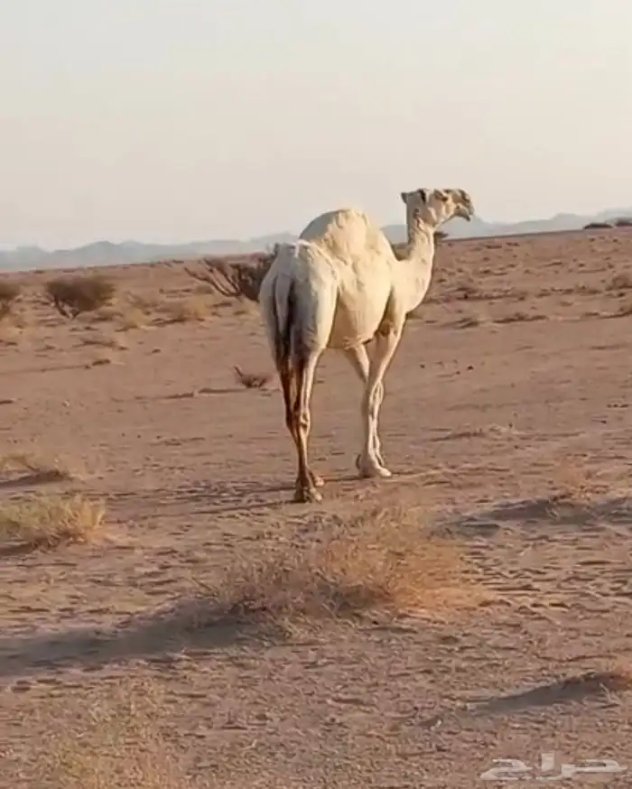 ضروبه للبيع 0