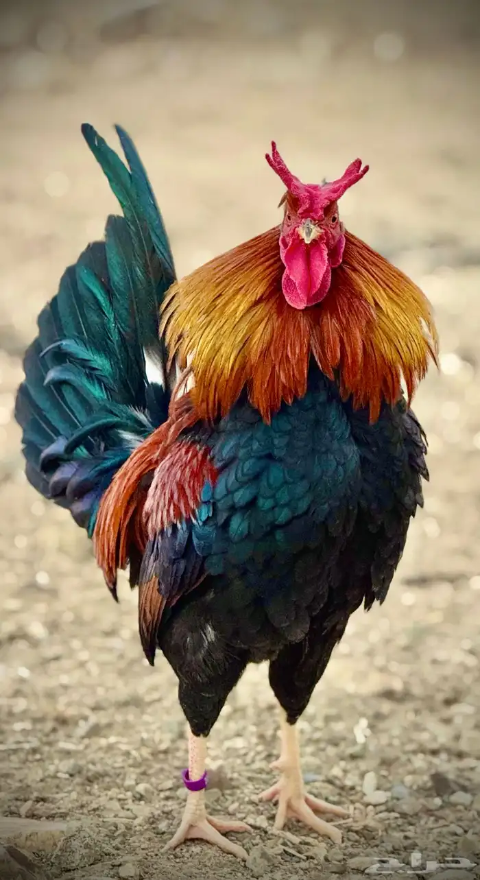 ديوك عربية للبيع.. 0