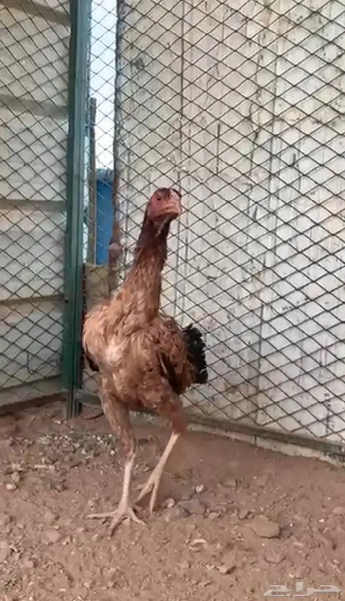 البيع دجاجه باكستاني 1