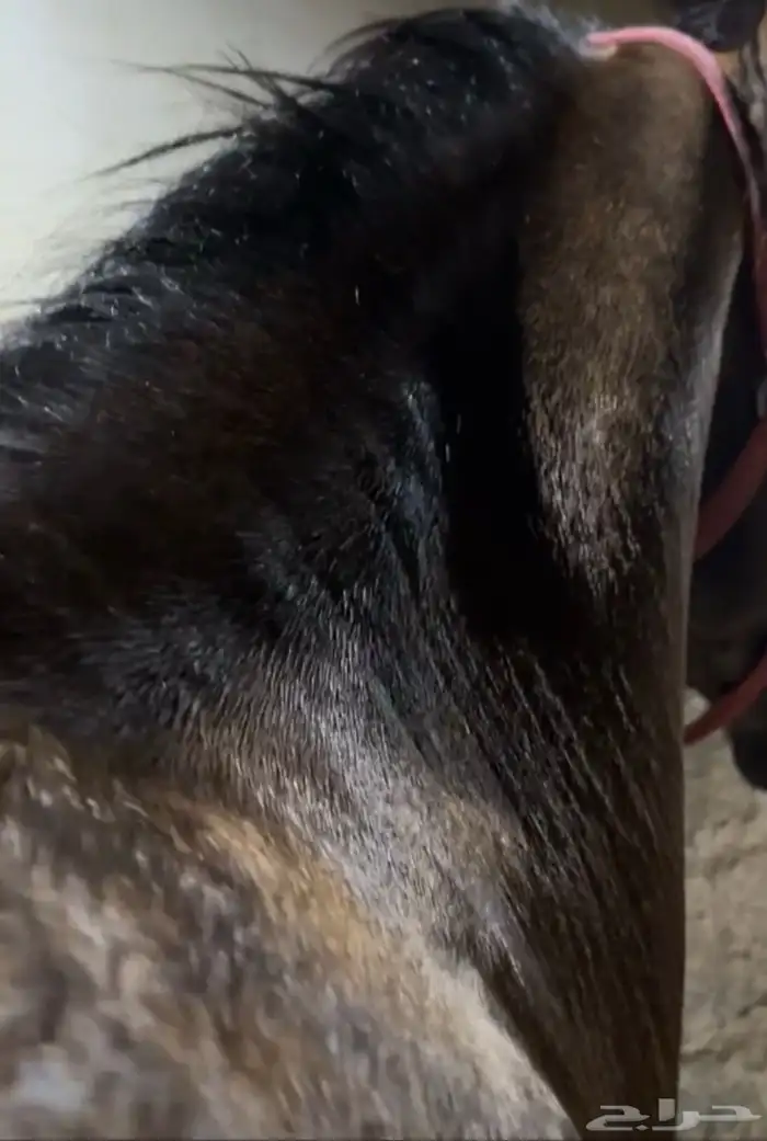 حصان شعبي شيخ 1