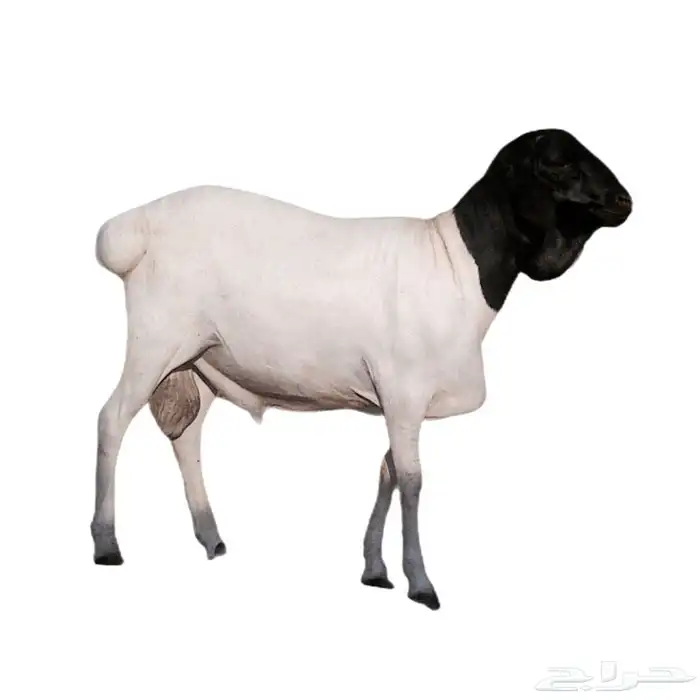 ملحمة الصالحة لأجود أنواع اللحوم المبردة بالحفر 11