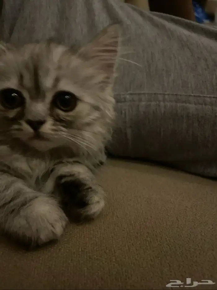 قطط للبيع 0