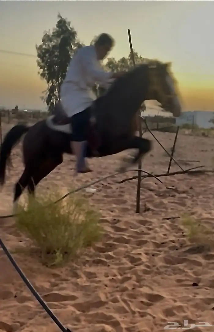 حصان شعبي جزيري 4