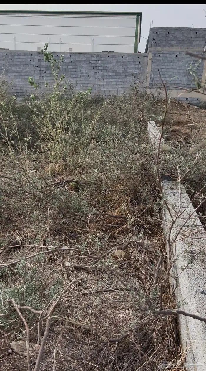 ام العظام بطحان العارضة 0