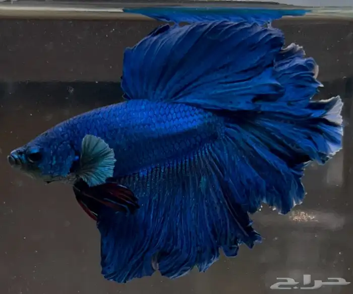 للبيع سمك فايتر هاف مون السمكه الوحده 25 ريال و الجمله 10 17