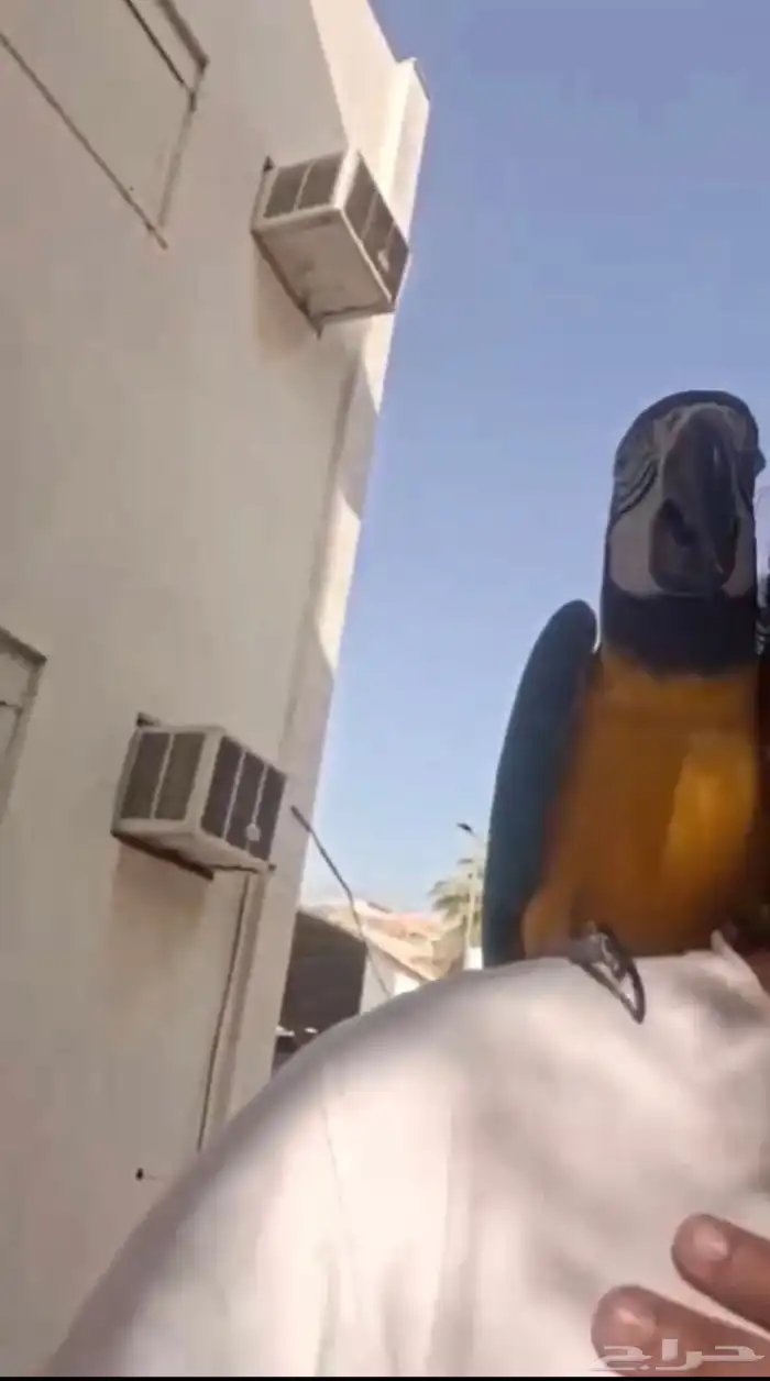 ببغاء ماكاو فاخر 4