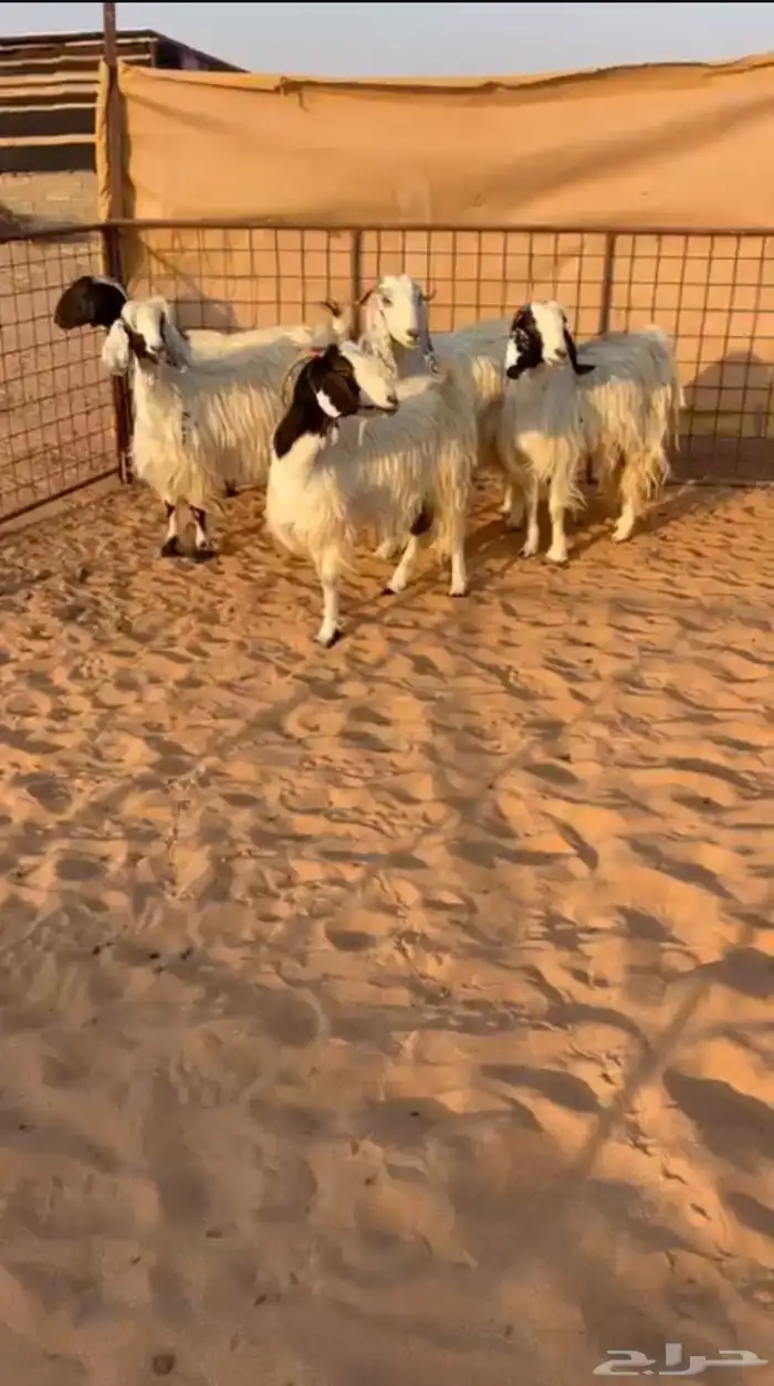 معزا مشاريك مضاريع ودفيع 0