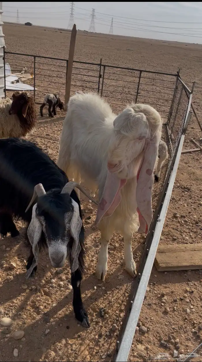 تيس رباع شرط القريع 5