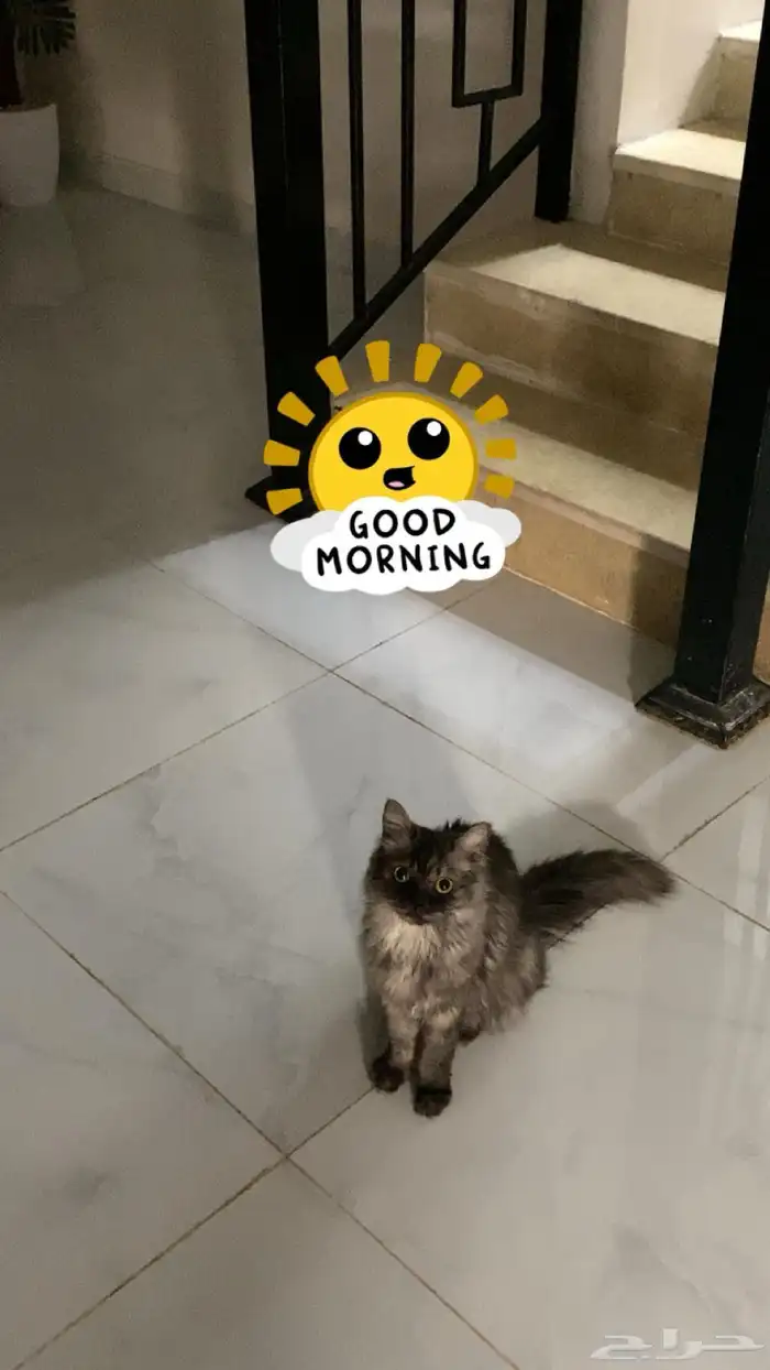 قطة شيرازية هملايا للبيع 4