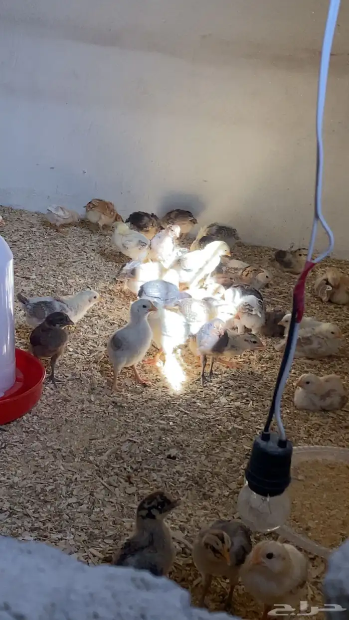 صوص بلدي للبيع 3