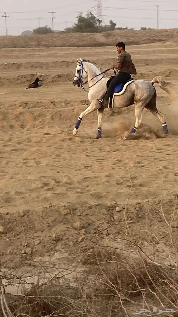 حصان فاااخر 4