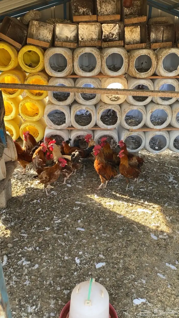 ديوك بلدي للبيع الوان فاخره 3