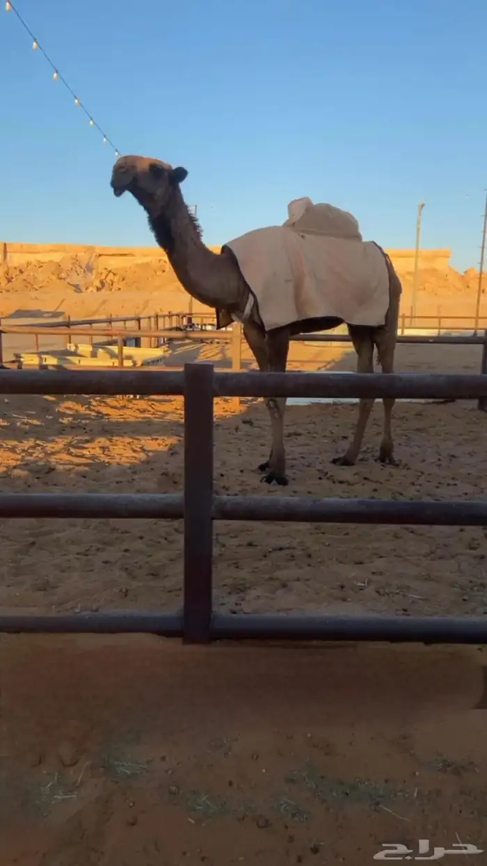 قعود اصفر كفو 0