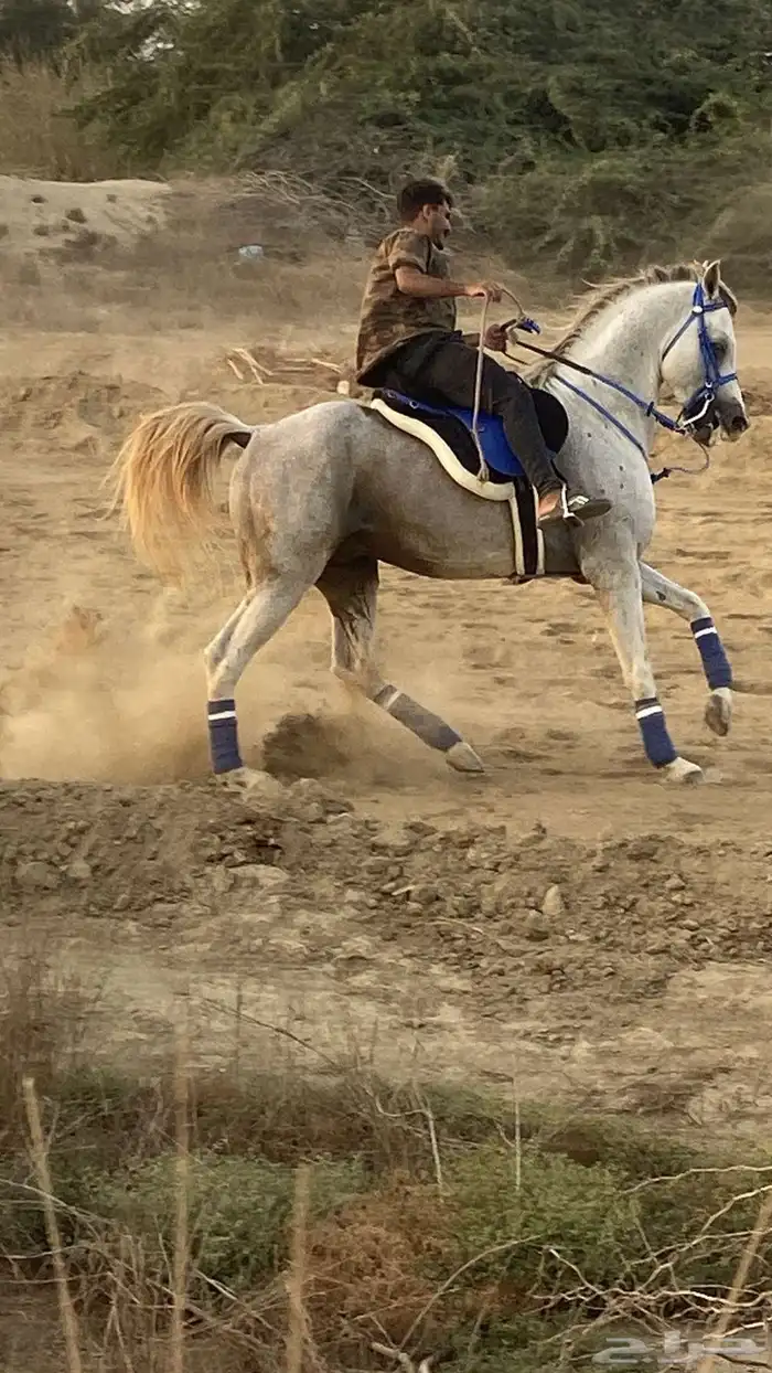 حصان فاااخر 3