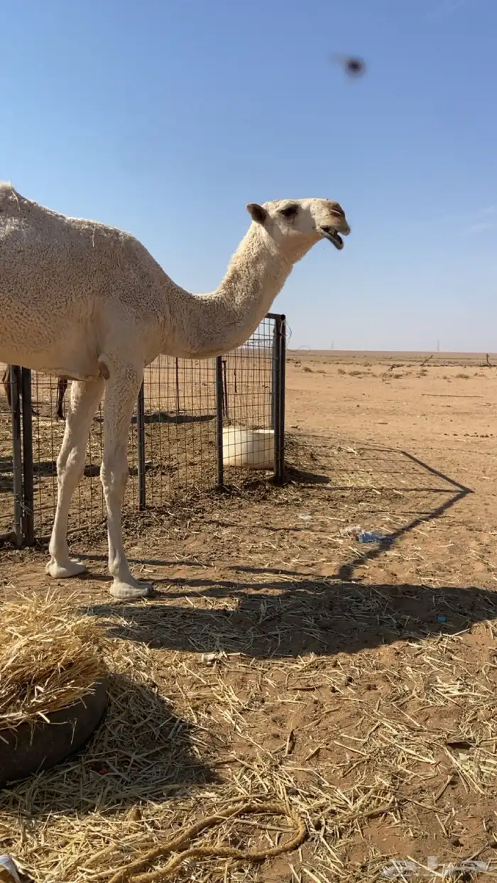 بكره باتليه مفروده 2