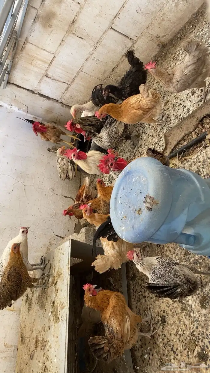 دجاج و ديك - ودجاج فارسي 0