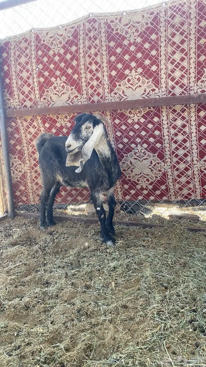 عنز طيبة مضرة على الشرط 2