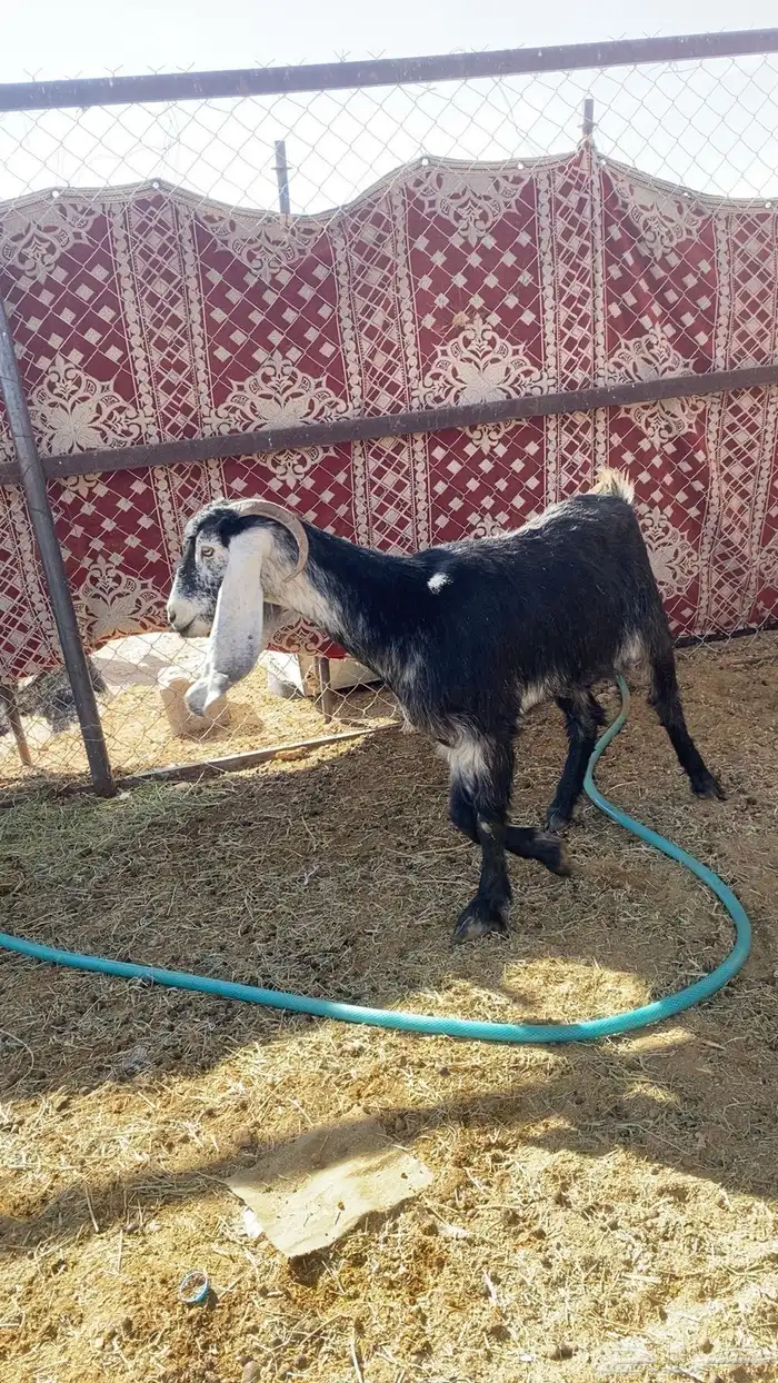 عنز طيبة مضرة على الشرط 1