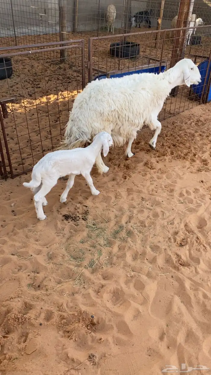 شاة والد جرمه طيب بالحيل 1