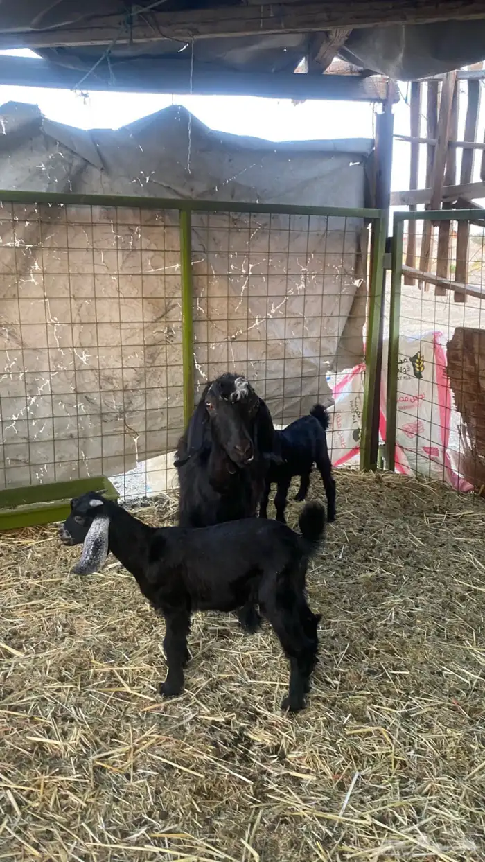 عنز ولد معها اثنين تيس وجفره الديوس سليمه 1