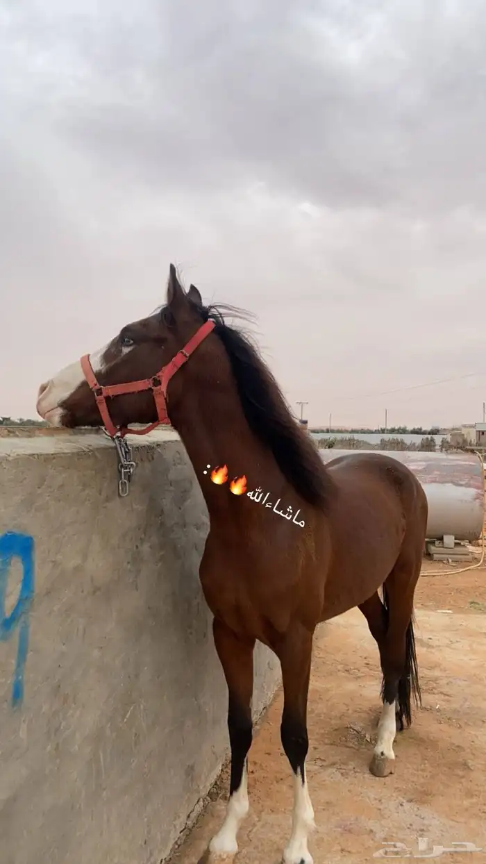 حصان شعبي جزيري 7