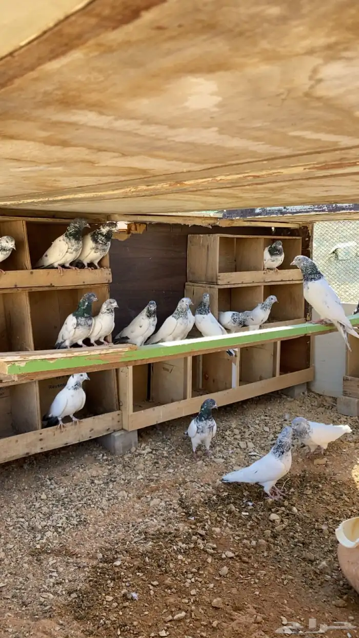 حمام باكستاني 0